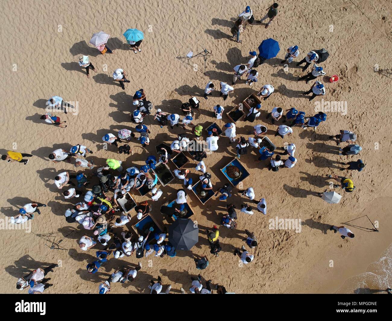 Sanya, cinese della provincia di Hainan. 23 Maggio, 2018. Le tartarughe di mare di aspettare di essere rilasciato in mare nella città di Sanya, Cina del sud della provincia di Hainan, 23 maggio 2018. La Cina la salvaguardia delle tartarughe Marine Alleanza è stata istituita ufficialmente mercoledì. Credito: Wang Haizhou/Xinhua/Alamy Live News Foto Stock