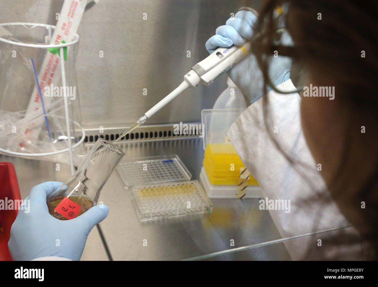 18 maggio 2018, Germania Berlino: microbiologo Solange Materne misura la  densità ottica di una colonia batterica al Max-Planck-Istituto di biologia  di infezione. Ricerca corrente si concentra sulla ricerca di meccanismi di  regolazione