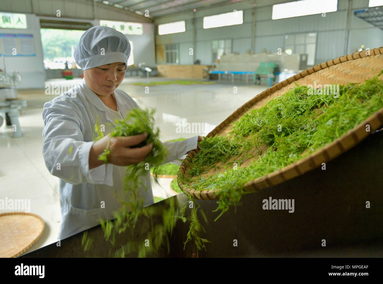 Enshi, la Cina della provincia di Hubei. 23 Maggio, 2018. Un lavoratore si occupa di vite le foglie di tè ad una cooperativa in Laifeng County, centrale cinese della provincia di Hubei, 23 maggio 2018. Vitigno Laifeng tè, fatta da foglie di vite di ampelopsis piante, è stato riconosciuto come un cittadino a indicazione geografica prodotto nel 2013. Credito: Song Wen/Xinhua/Alamy Live News Foto Stock