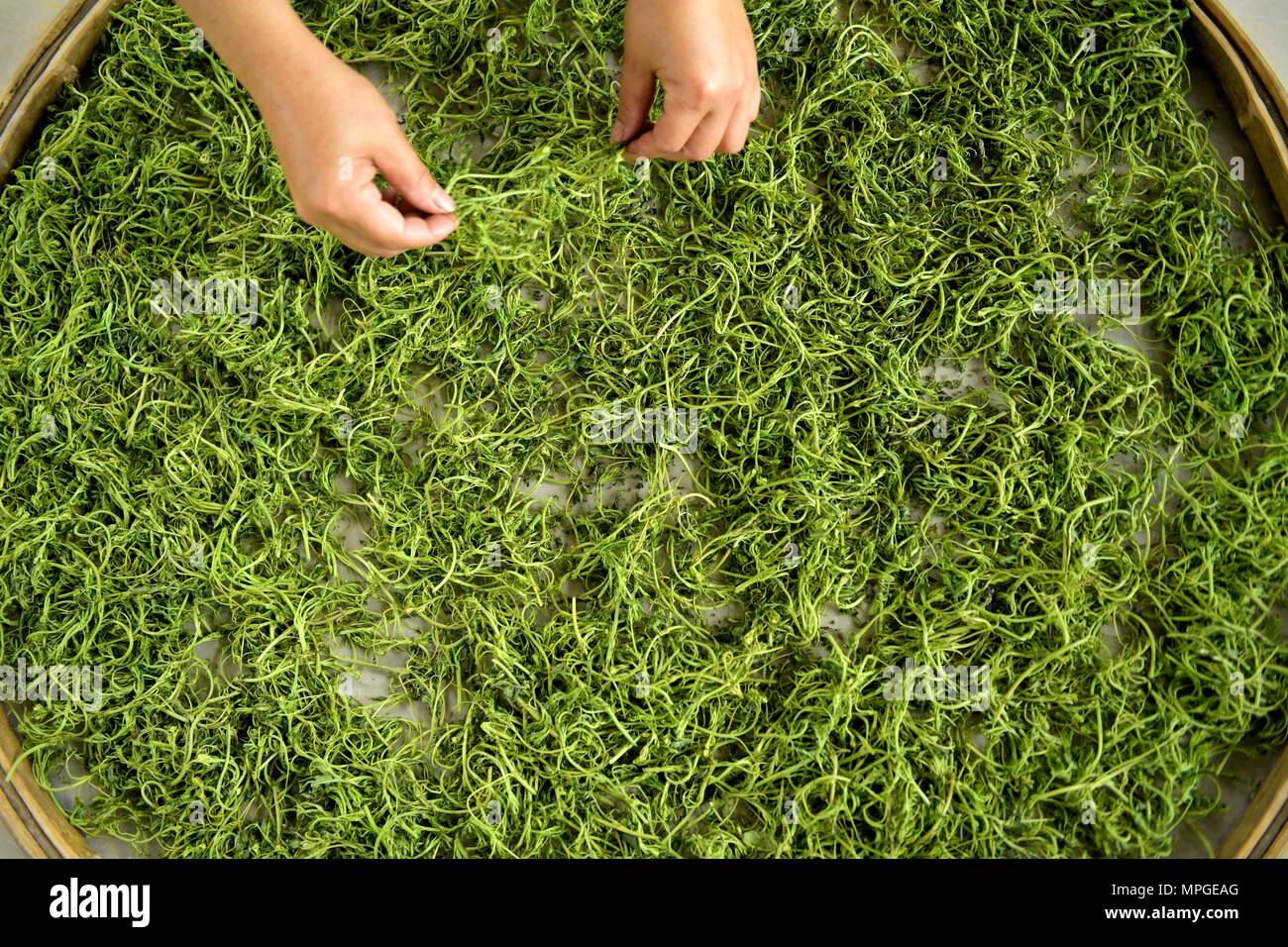 Enshi, la Cina della provincia di Hubei. 23 Maggio, 2018. Un lavoratore si asciuga vite le foglie di tè ad una cooperativa in Laifeng County, centrale cinese della provincia di Hubei, 23 maggio 2018. Vitigno Laifeng tè, fatta da foglie di vite di ampelopsis piante, è stato riconosciuto come un cittadino a indicazione geografica prodotto nel 2013. Credito: Song Wen/Xinhua/Alamy Live News Foto Stock