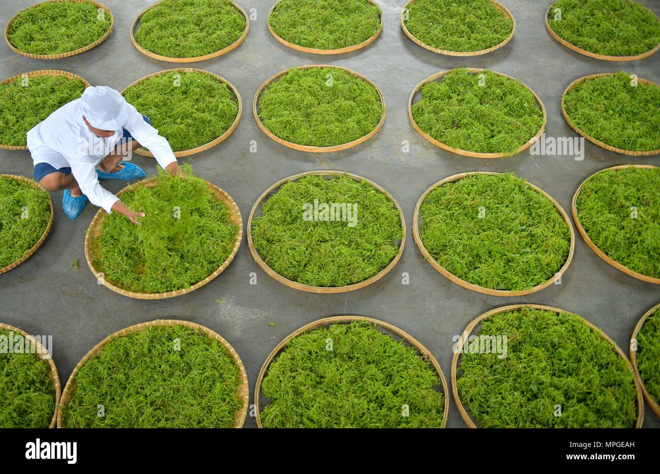 Enshi, la Cina della provincia di Hubei. 23 Maggio, 2018. Un lavoratore si asciuga vite le foglie di tè nella contea di Laifeng, centrale cinese della provincia di Hubei, 23 maggio 2018. Vitigno Laifeng tè, fatta da foglie di vite di ampelopsis piante, è stato riconosciuto come un cittadino a indicazione geografica prodotto nel 2013. Credito: Song Wen/Xinhua/Alamy Live News Foto Stock