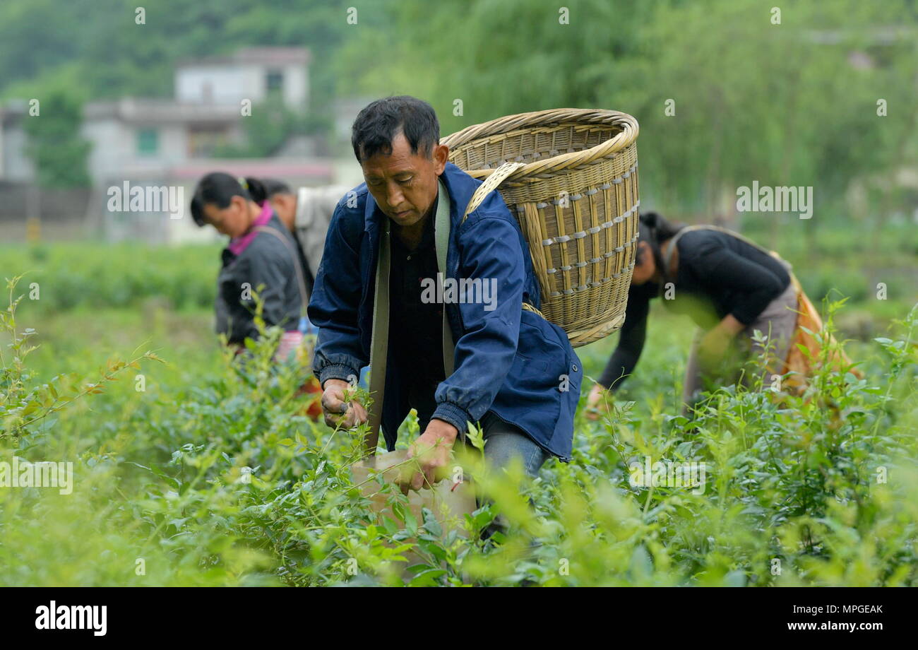 Enshi, la Cina della provincia di Hubei. 23 Maggio, 2018. I lavoratori della vigna di prelievo le foglie di tè nella contea di Laifeng, centrale cinese della provincia di Hubei, 23 maggio 2018. Vitigno Laifeng tè, fatta da foglie di vite di ampelopsis piante, è stato riconosciuto come un cittadino a indicazione geografica prodotto nel 2013. Credito: Song Wen/Xinhua/Alamy Live News Foto Stock