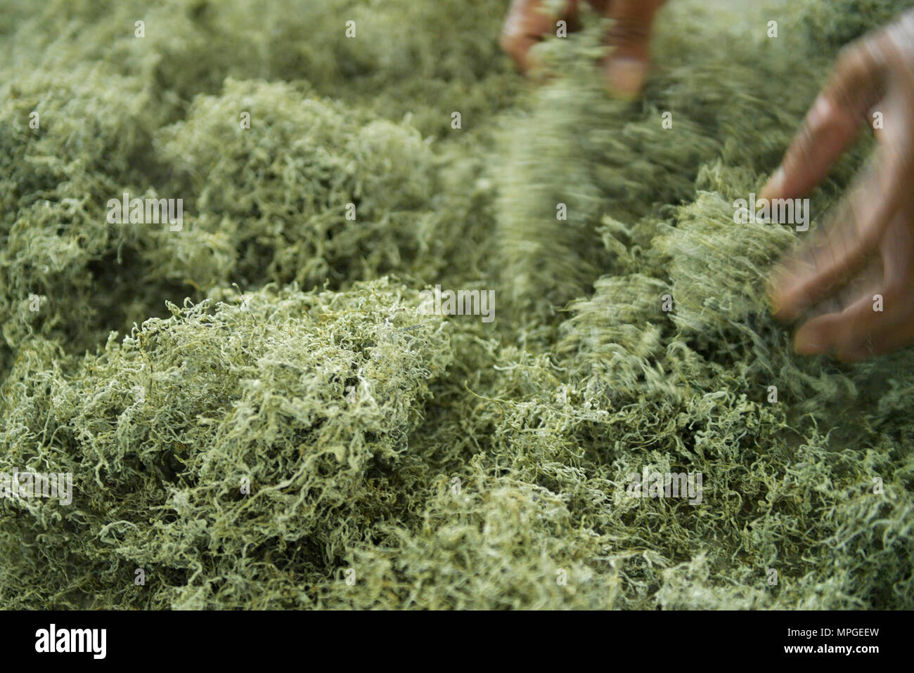 Enshi, la Cina della provincia di Hubei. 23 Maggio, 2018. Un lavoratore selezionare vine essiccato le foglie di tè ad una cooperativa in Laifeng County, centrale cinese della provincia di Hubei, 23 maggio 2018. Vitigno Laifeng tè, fatta da foglie di vite di ampelopsis piante, è stato riconosciuto come un cittadino a indicazione geografica prodotto nel 2013. Credito: Song Wen/Xinhua/Alamy Live News Foto Stock
