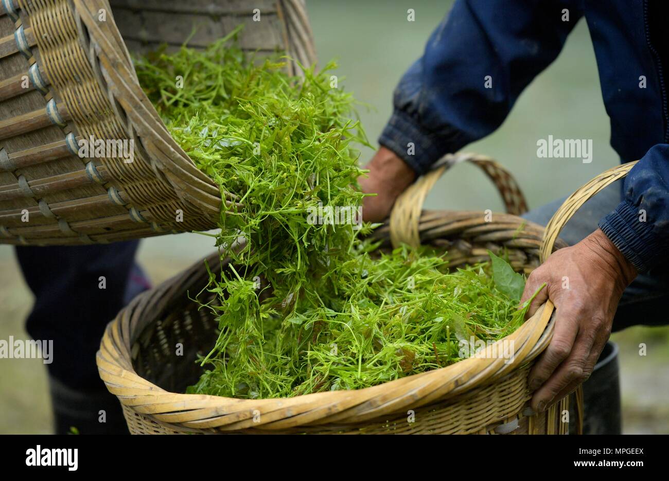 Enshi, la Cina della provincia di Hubei. 23 Maggio, 2018. Trasferimento di lavoratori della vigna le foglie di tè nella contea di Laifeng, centrale cinese della provincia di Hubei, 23 maggio 2018. Vitigno Laifeng tè, fatta da foglie di vite di ampelopsis piante, è stato riconosciuto come un cittadino a indicazione geografica prodotto nel 2013. Credito: Song Wen/Xinhua/Alamy Live News Foto Stock