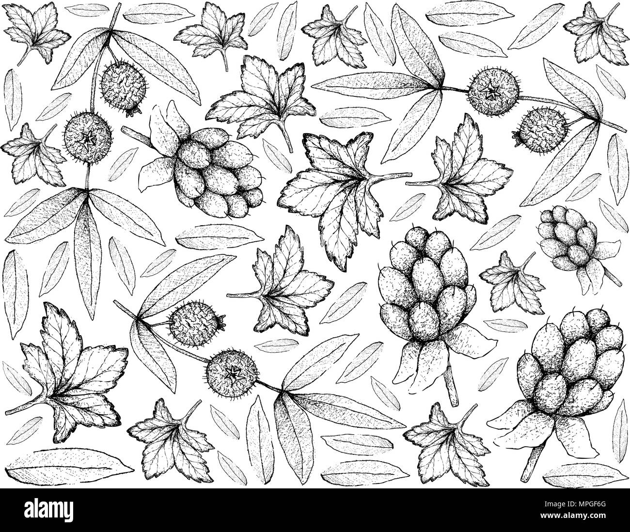 Frutti di bosco e illustrazione Wallpaper di mano il bozzetto freschi e deliziosi Cloudberry o Rubus chamaemorus frutti con foglie verdi isolati su bianco Ba Illustrazione Vettoriale