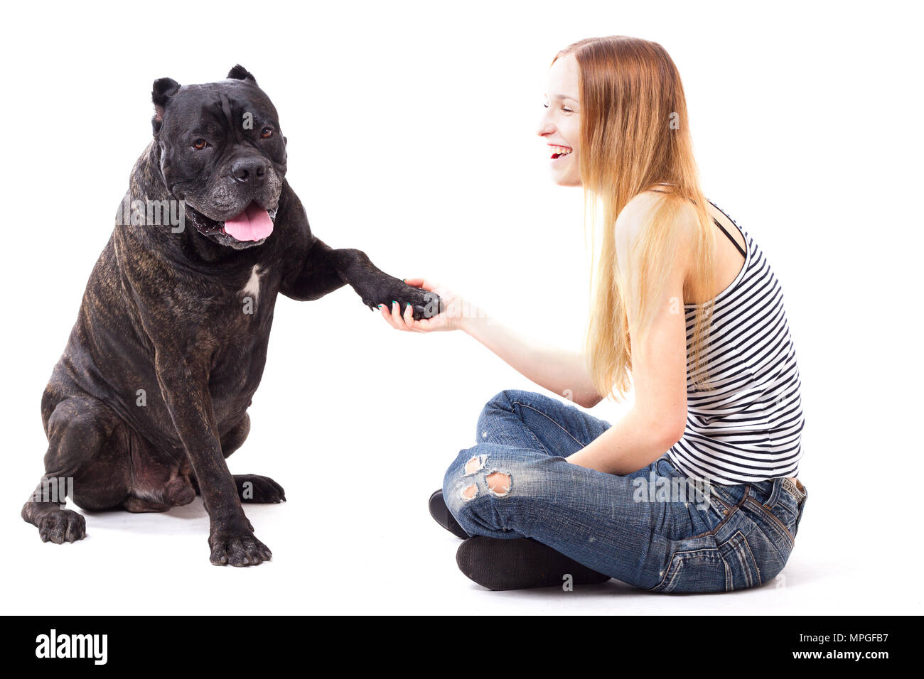 Cane Corso cane esegue un comando dare paw. isolare Foto Stock