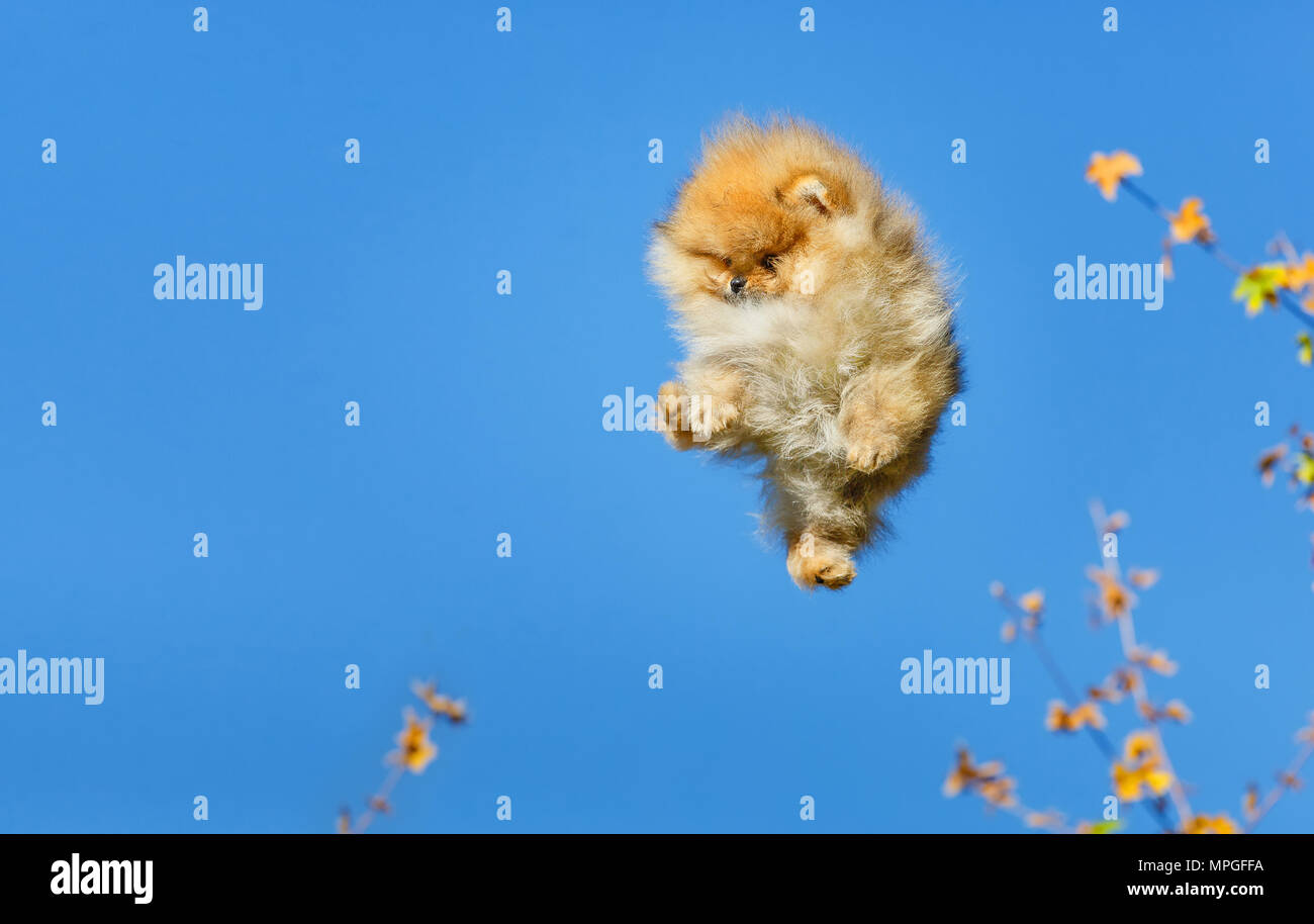 Piccolo Cane arancione durante un salto contro il cielo blu. Cane in volo. Foto Stock