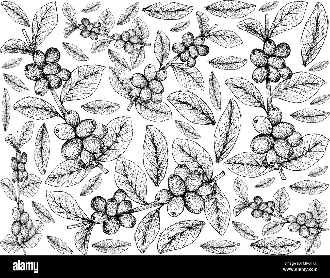 Frutti tropicali, illustrazione Wallpaper di mano il bozzetto mature di bacche di caffè o di Coffea Arabica frutti sul ramo di albero isolato su sfondo bianco. Illustrazione Vettoriale