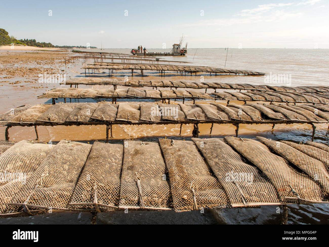 Oyster tavoli presso la Plage de Gatseau, Île d'Oléron, Francia Foto Stock