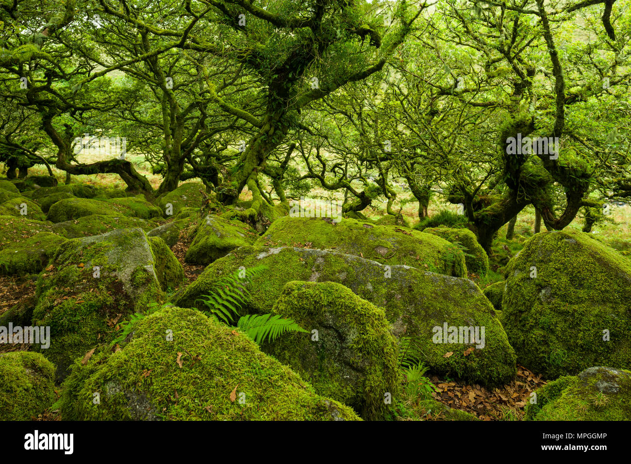 Wistman il legno, siti di particolare interesse scientifico, all'inizio dell'autunno nel Parco Nazionale di Dartmoor, Devon, Inghilterra. Foto Stock