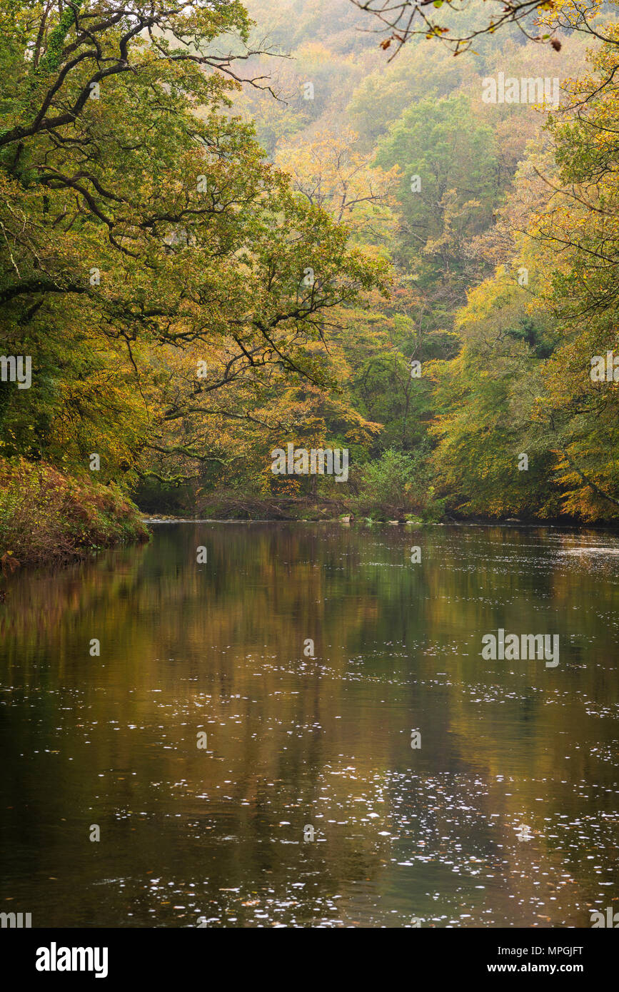 Il fiume Dart che scorre anche se Hembury boschi in autunno nel Parco Nazionale di Dartmoor, Devon, Inghilterra. Foto Stock