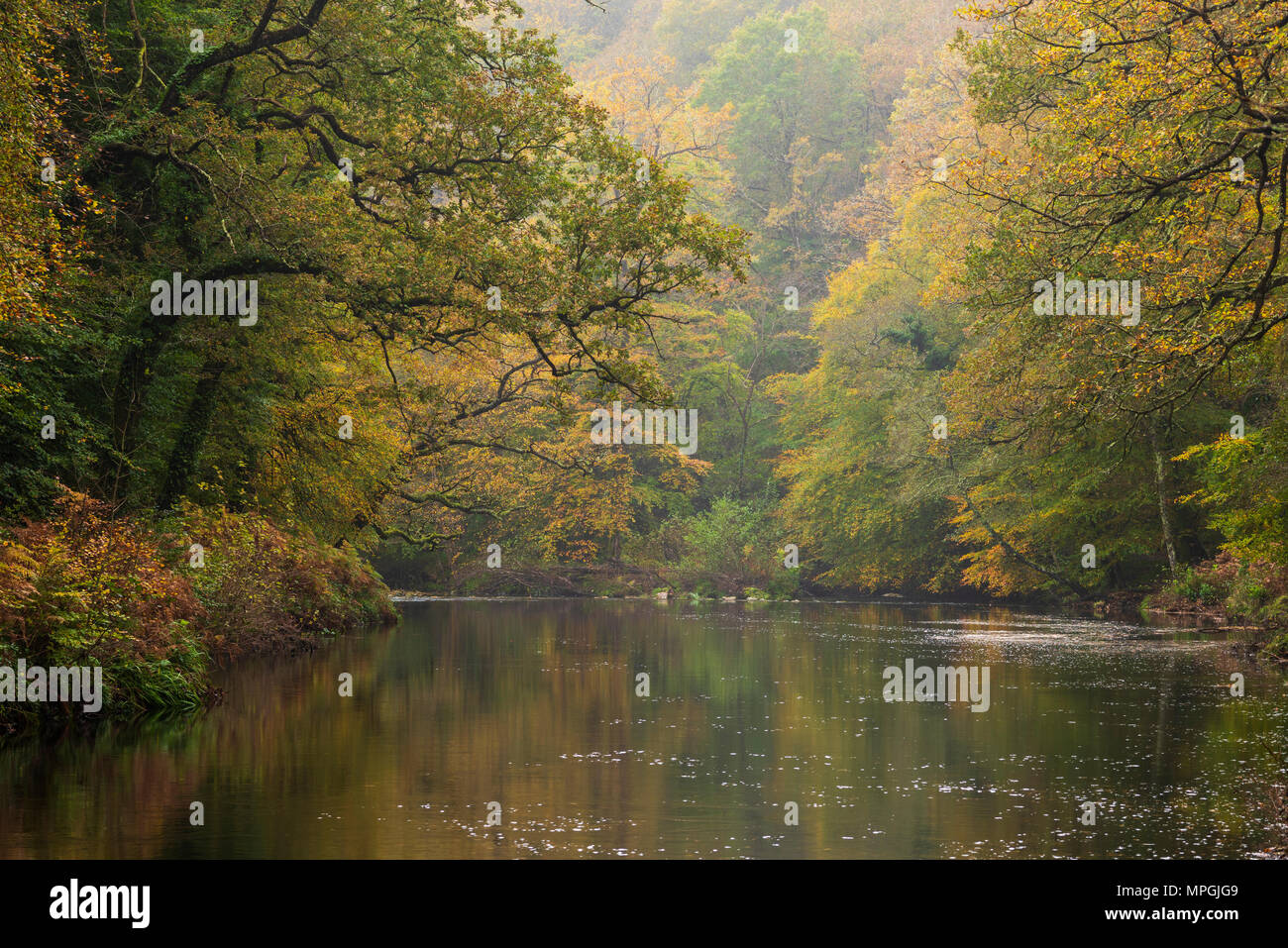 Il fiume Dart che scorre anche se Hembury boschi in autunno nel Parco Nazionale di Dartmoor, Devon, Inghilterra. Foto Stock