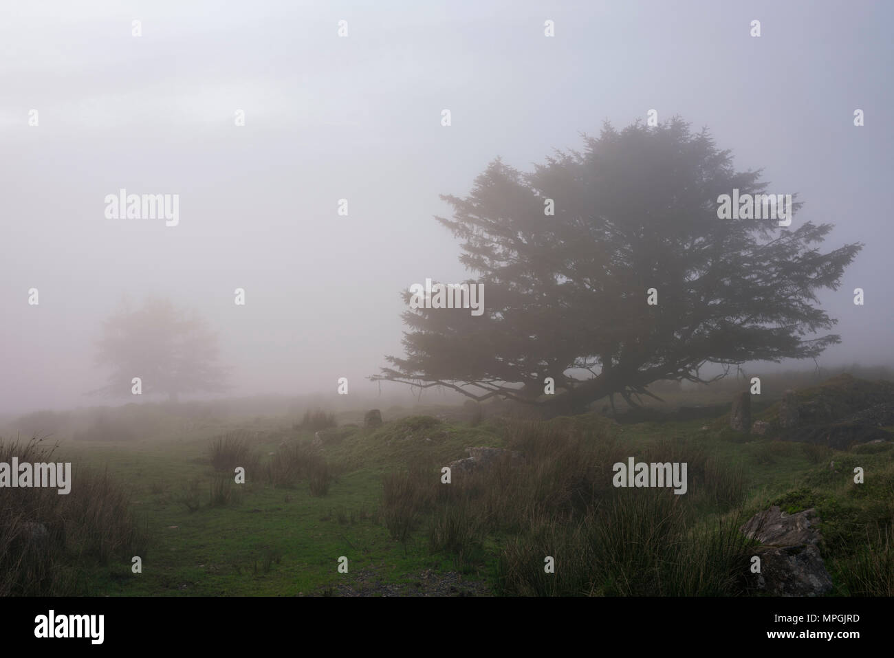 La nebbia della luce della sera a Foggintor cava nel Parco Nazionale di Dartmoor, Devon, Inghilterra. Foto Stock