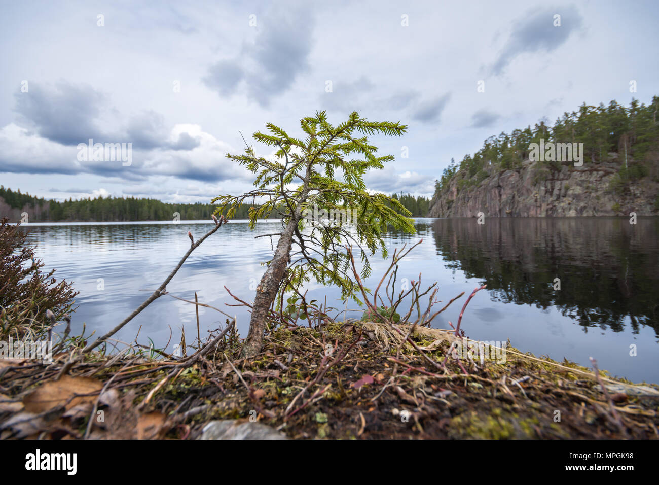 Piccolo albero di abete sulla riva del lago, con roccia ripida in background. Presa lungo il Bergslagsleden sentiero escursionistico, in Ånnaboda, Svezia. Foto Stock