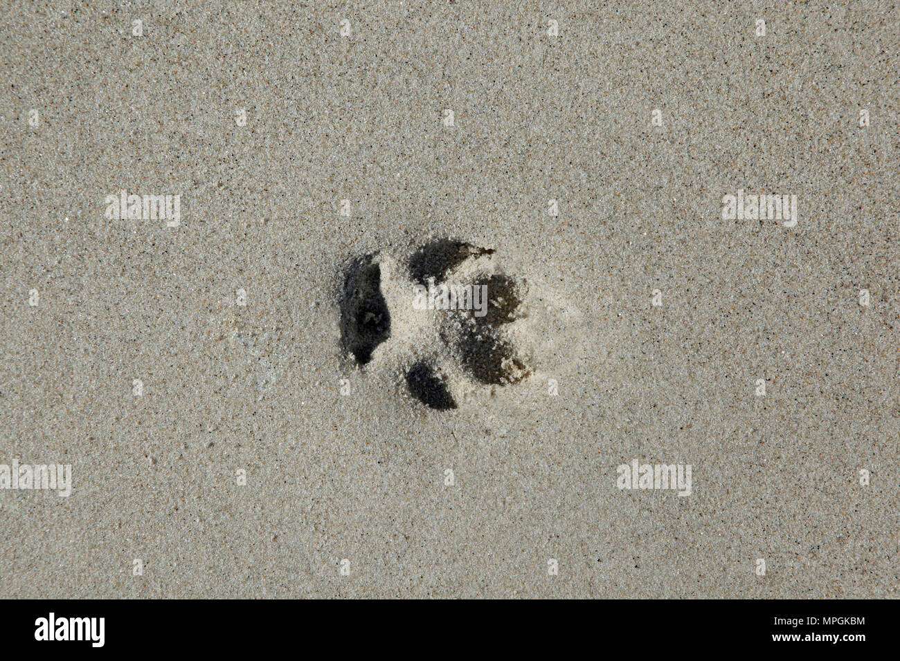 Footprint di cani sulla spiaggia di sabbia. Sfondo naturale Foto Stock