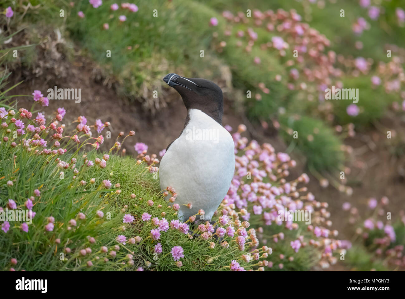 Razorbill, alca torda, in piedi su una scogliera, circondato da fiori di parsimonia, in Scozia in Primavera Foto Stock