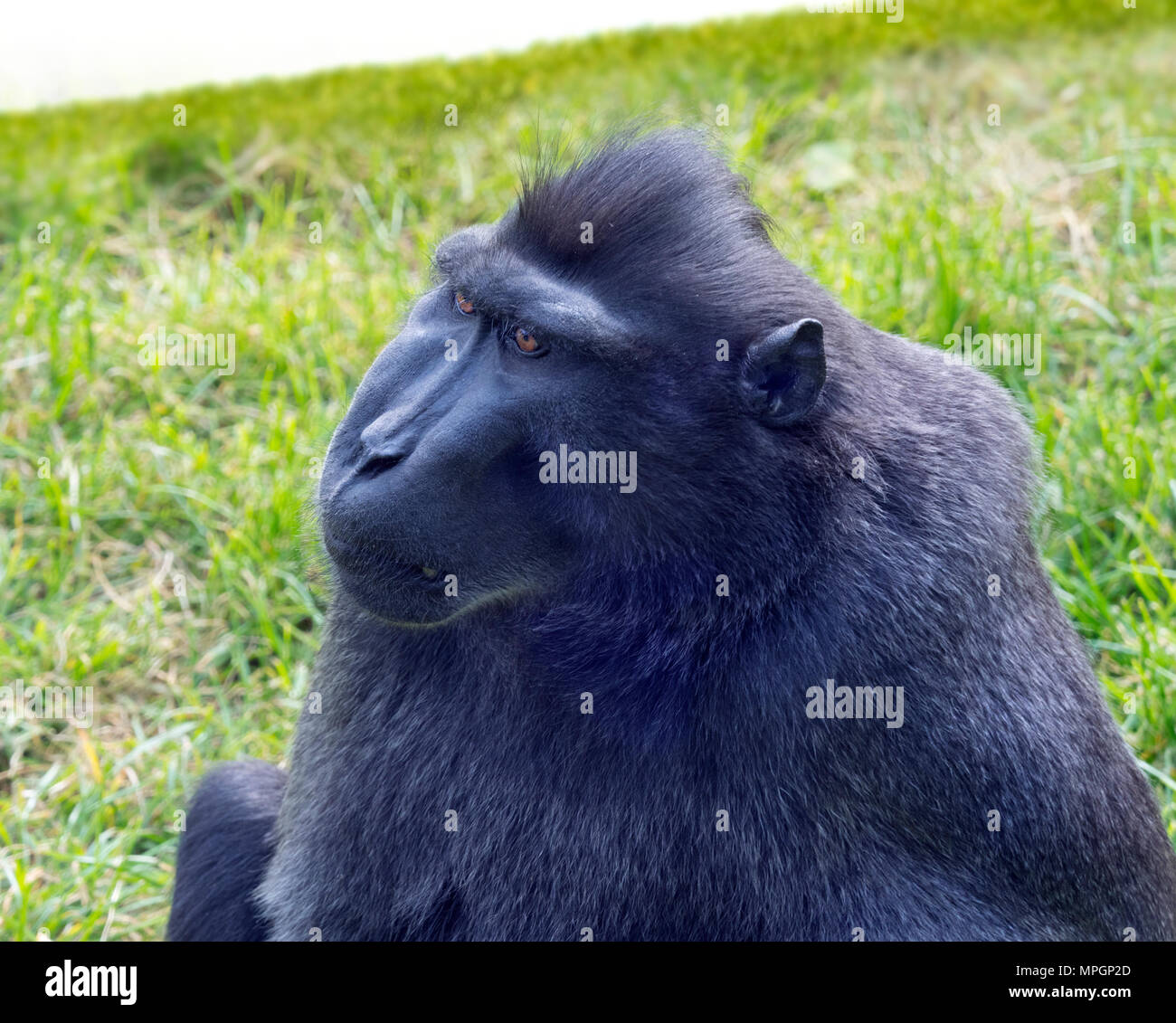 Crested macaque Macaca nigra noto anche come Crested macaco nero, Sulawesi crested macaco o il Black ape Foto Stock