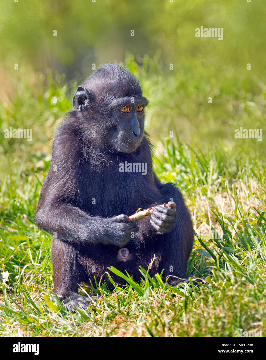 Crested macaque Macaca nigra noto anche come Crested macaco nero, Sulawesi crested macaco o il Black ape Foto Stock