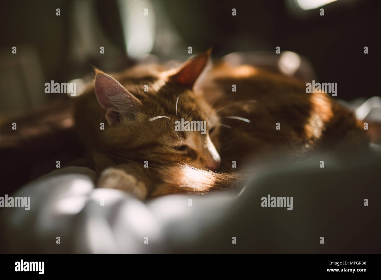 Lo zenzero cat in appoggio sul letto di casa Foto Stock