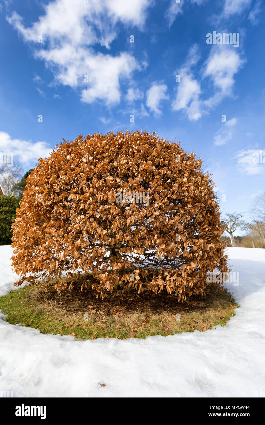 Perfettamente rotonda tagliare boccola albero riempito con appassito foglie marrone circondato da set di neve contro un bel cielo azzurro Foto Stock