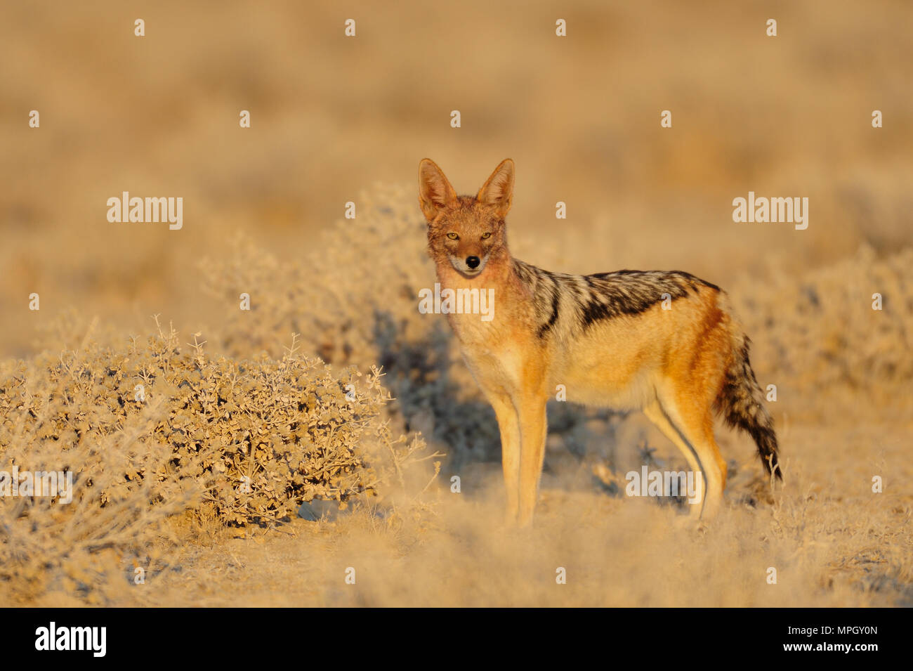 Black backed jackal presso la stagione secca, etosha nationalpark, Namibia, (canis mesomelas) Foto Stock