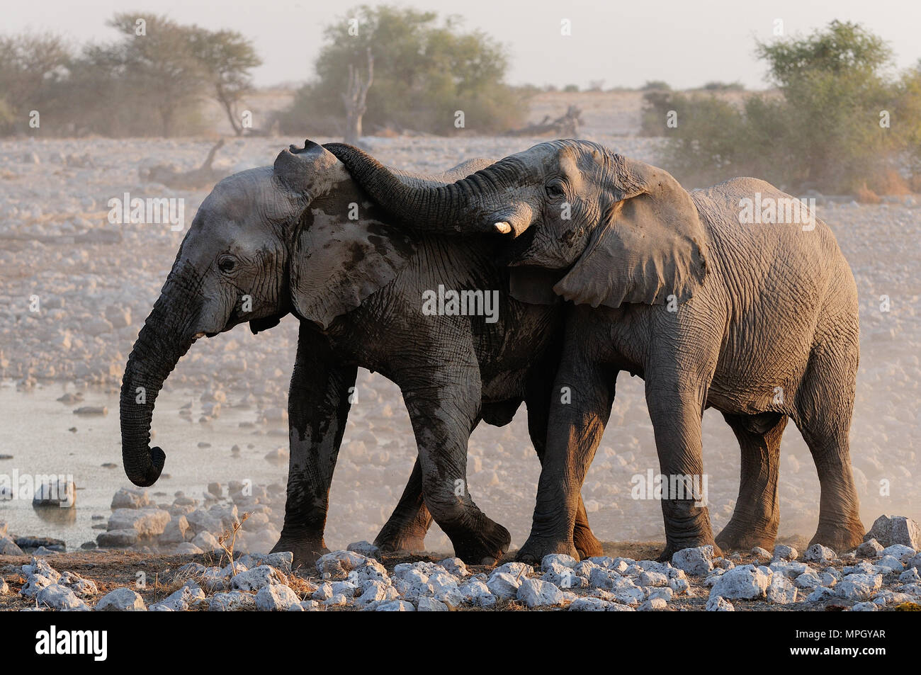 Gli elefanti sono la riproduzione, etosha nationalpark, Namibia, (Loxodonta africana) Foto Stock