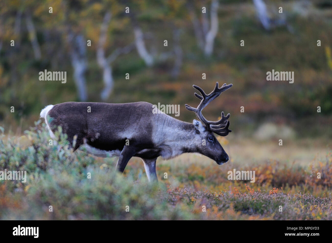 La renna in autunno verticale, (rangifer tarandus), flatruet, Svezia Foto Stock
