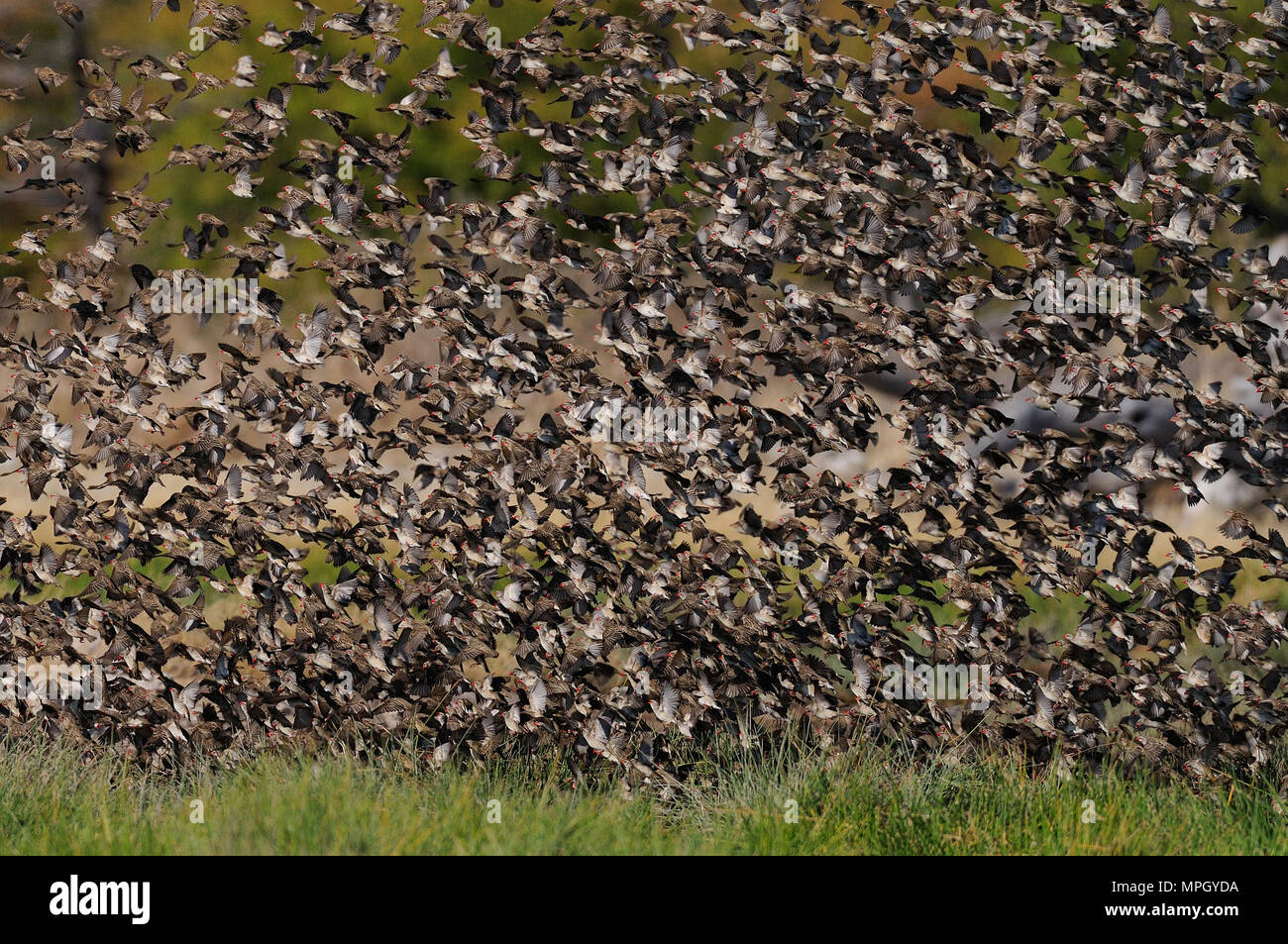 Sciame redbilled quelea volare alto (quelea quelea), etosha nationalpark, Namibia Foto Stock