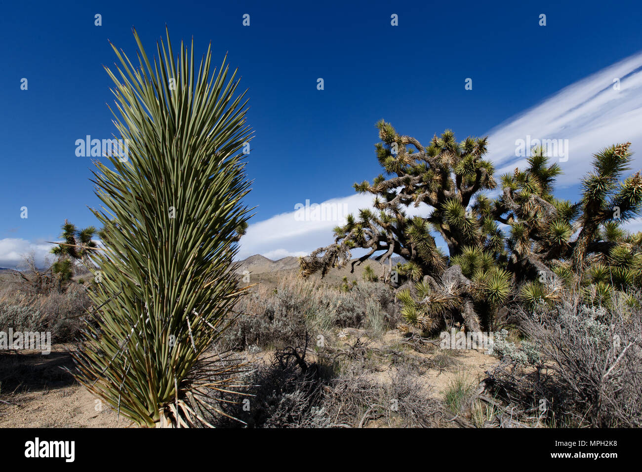 Alberi di Joshua nei pressi della Strada Statale Route 178 e Walker passano in Kern County, California. Il pass road raggiunge 5.250 piede alzato e links il deserto Movave w Foto Stock