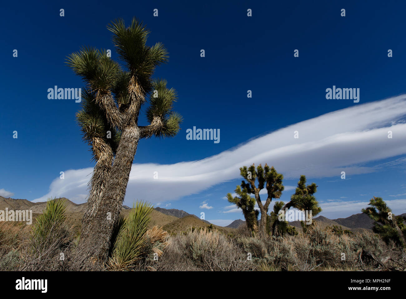 Alberi di Joshua nei pressi della Strada Statale Route 178 e Walker passano in Kern County, California. Il pass road raggiunge 5.250 piede alzato e links il deserto Movave w Foto Stock