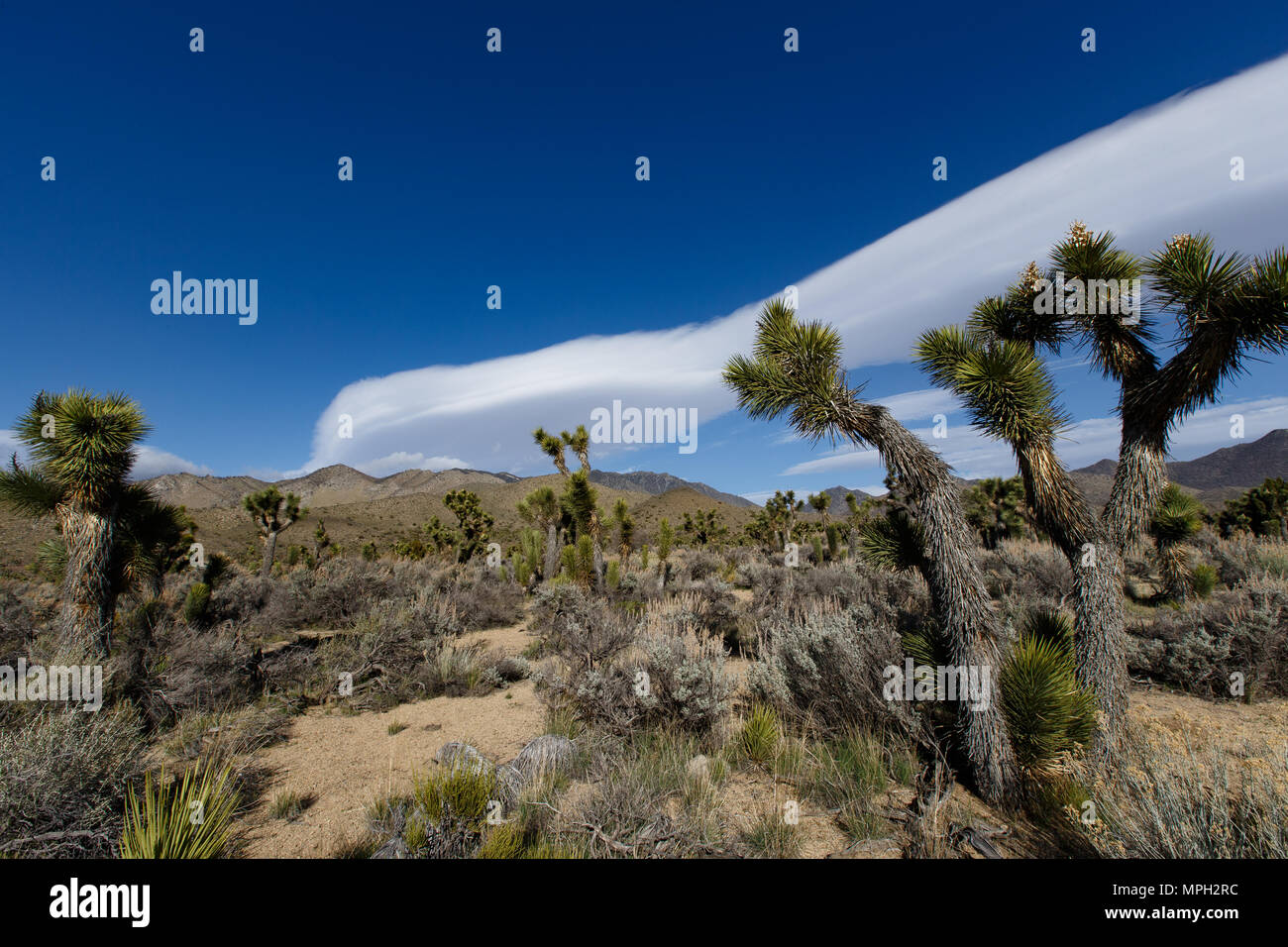 Alberi di Joshua nei pressi della Strada Statale Route 178 e Walker passano in Kern County, California. Il pass road raggiunge 5.250 piede alzato e links il deserto Movave w Foto Stock