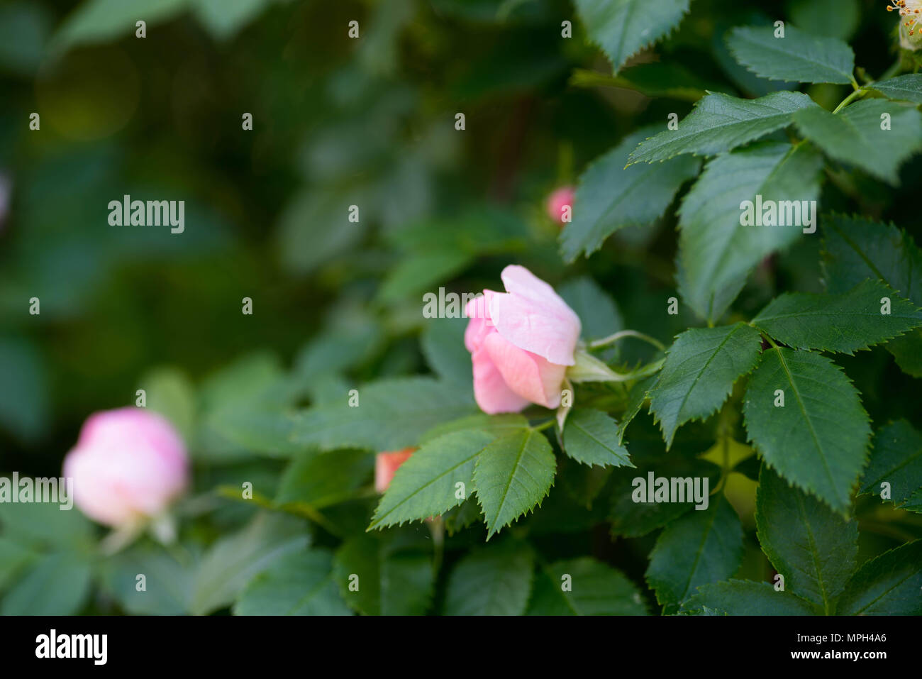 Piccola rosa rosa macro on twig messa a fuoco selettiva Foto Stock