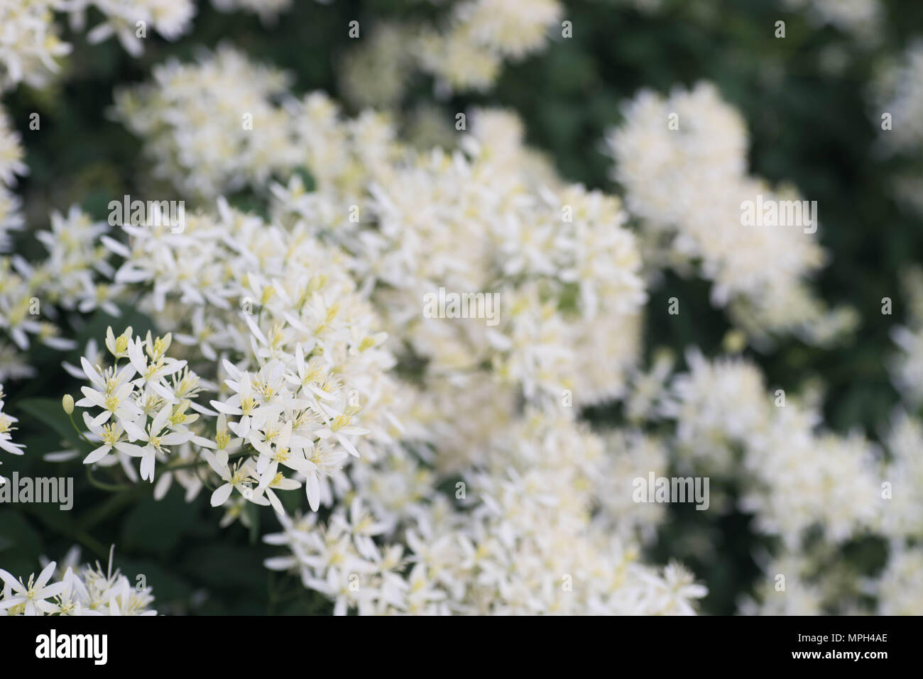 Piccoli fiori bianchi nel giardino macro Foto Stock