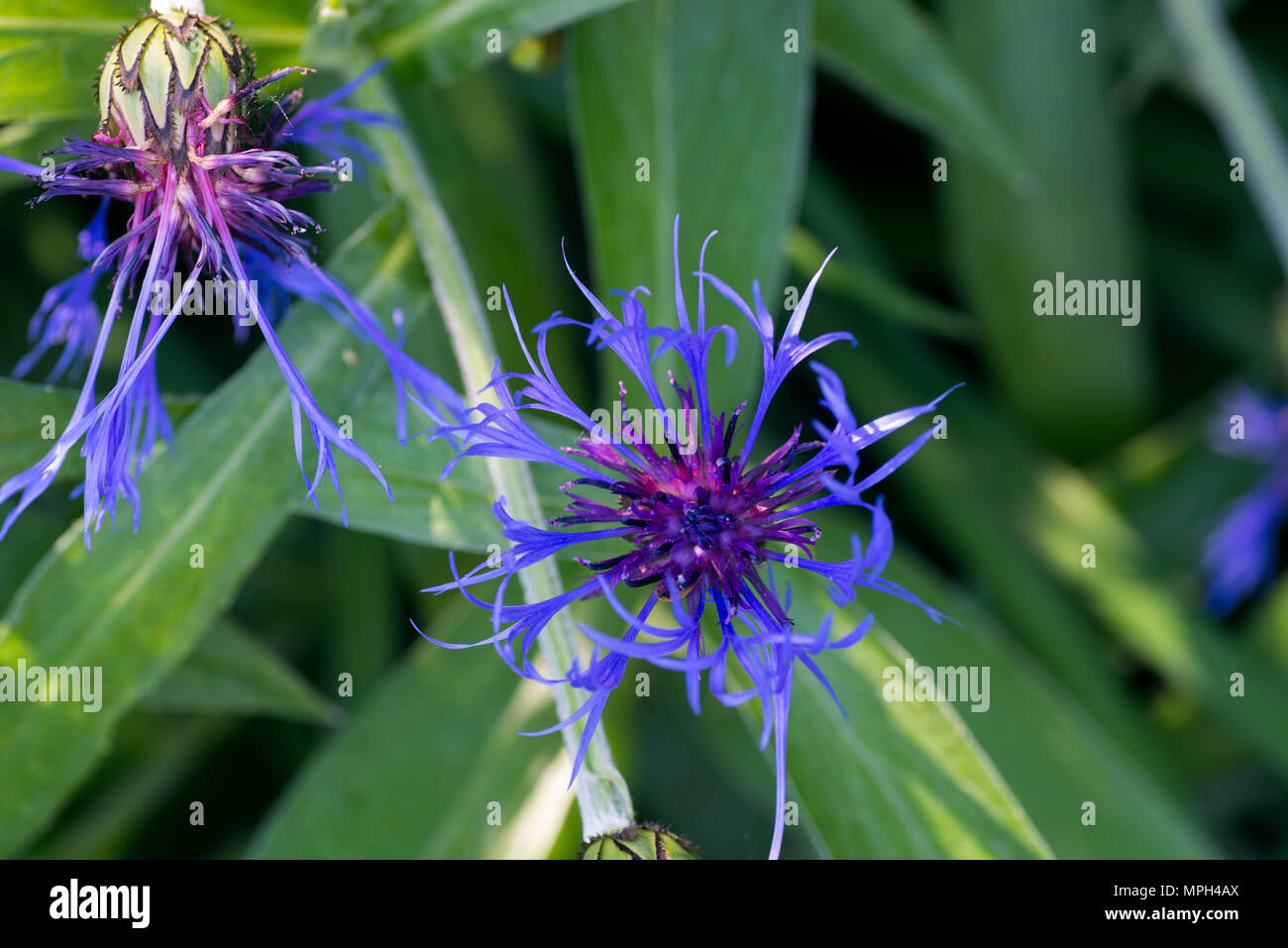 Centaurea montana fiordaliso perenni in giardino macro di fiori Foto Stock