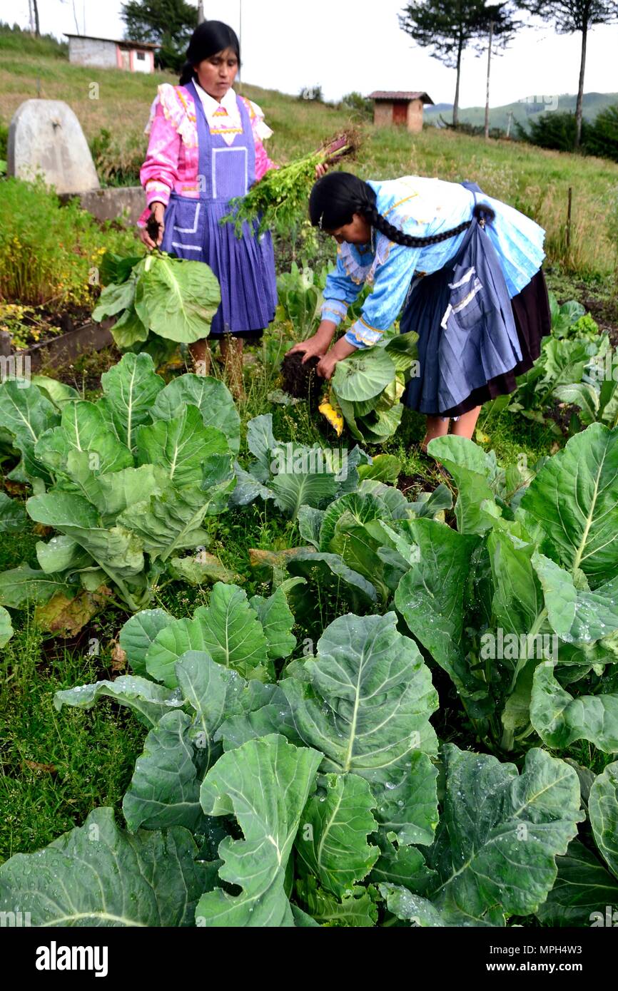 Lattuga - frutteto a GRANJA PORCON - cooperativa evangelica . Dipartimento di Cajamarca .PERÙ Foto Stock