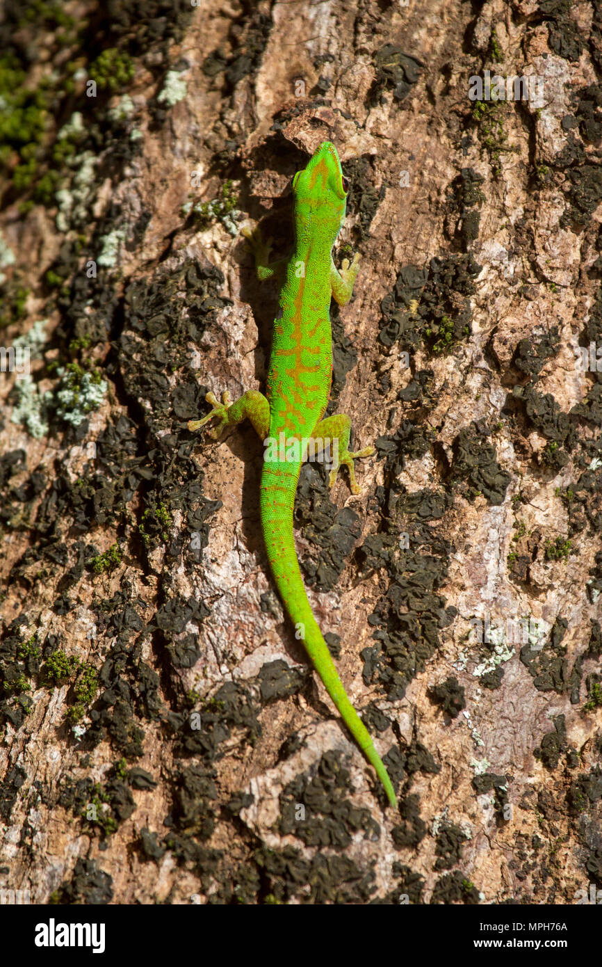 Seychelles piccolo giorno gecko (Phelsuma astriata) seduto su un albero di Praslin, Seychelles. Foto Stock