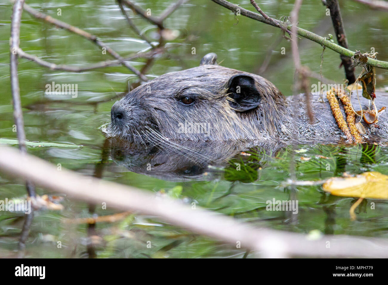 (Coypu Myocastor coypus) nuotare in un laghetto in primavera a protezione della natura Mönchbruch area vicino a Francoforte, Germania. Foto Stock