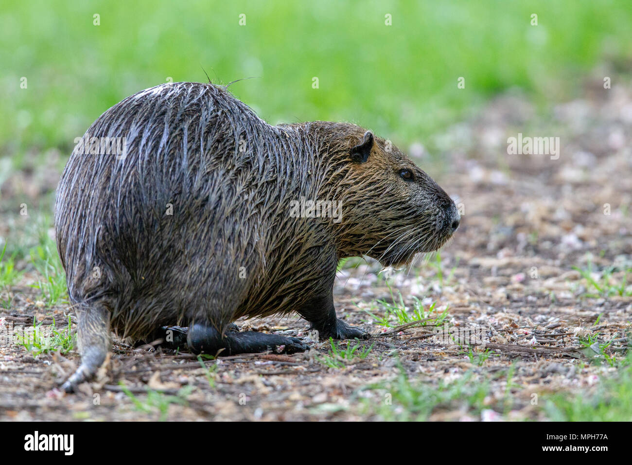 (Coypu Myocastor coypus) in primavera a protezione della natura Mönchbruch area vicino a Francoforte, Germania. Foto Stock