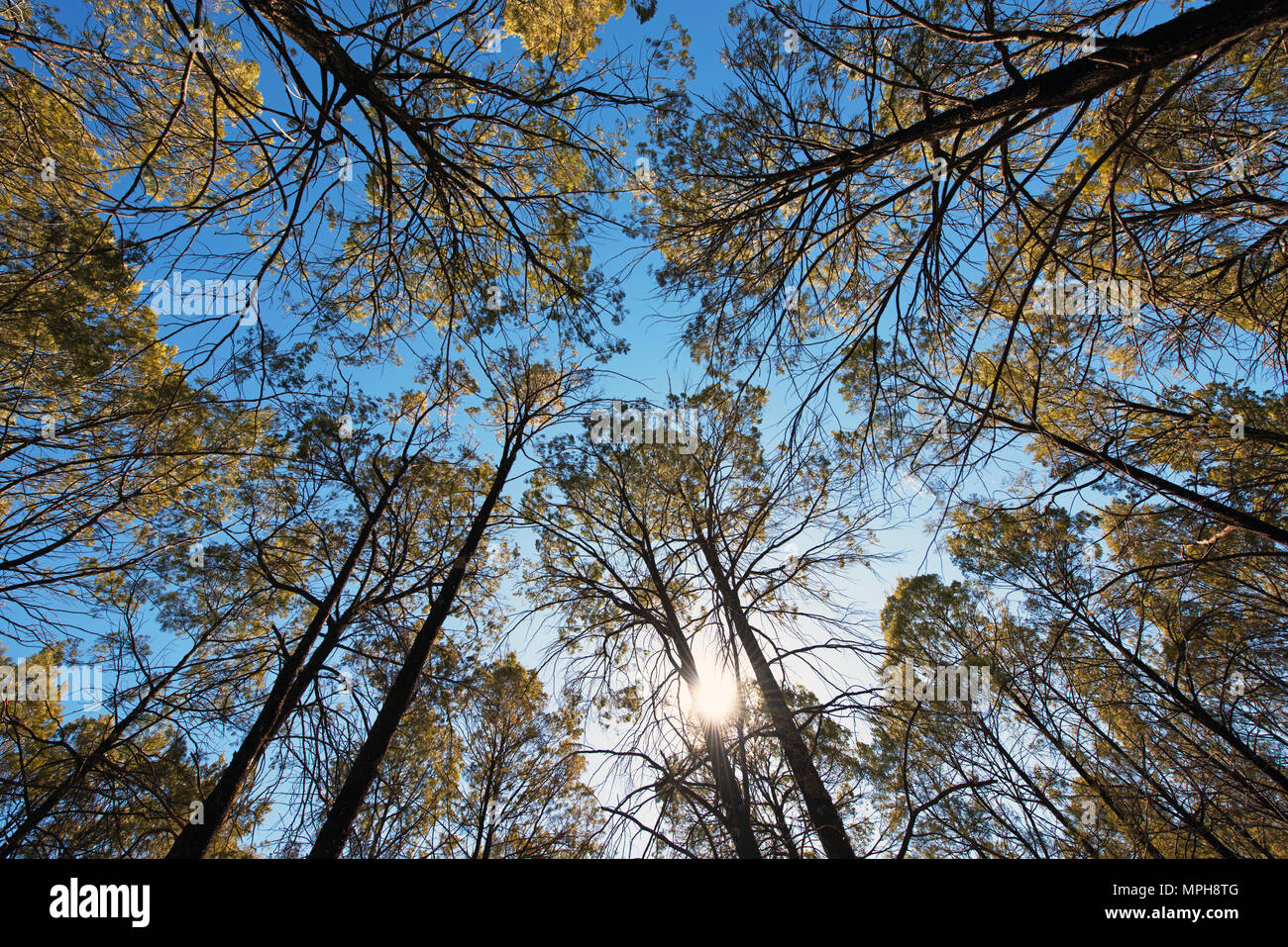 Alberi di Casuarina Foto Stock