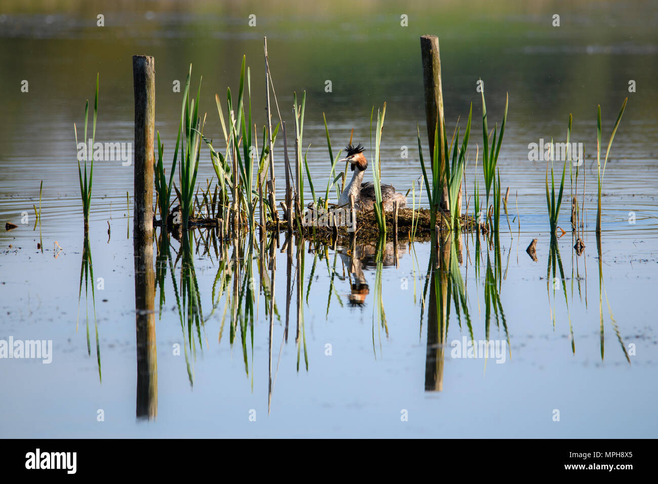 Svasso maggiore seduta sul nido con riflessioni Foto Stock