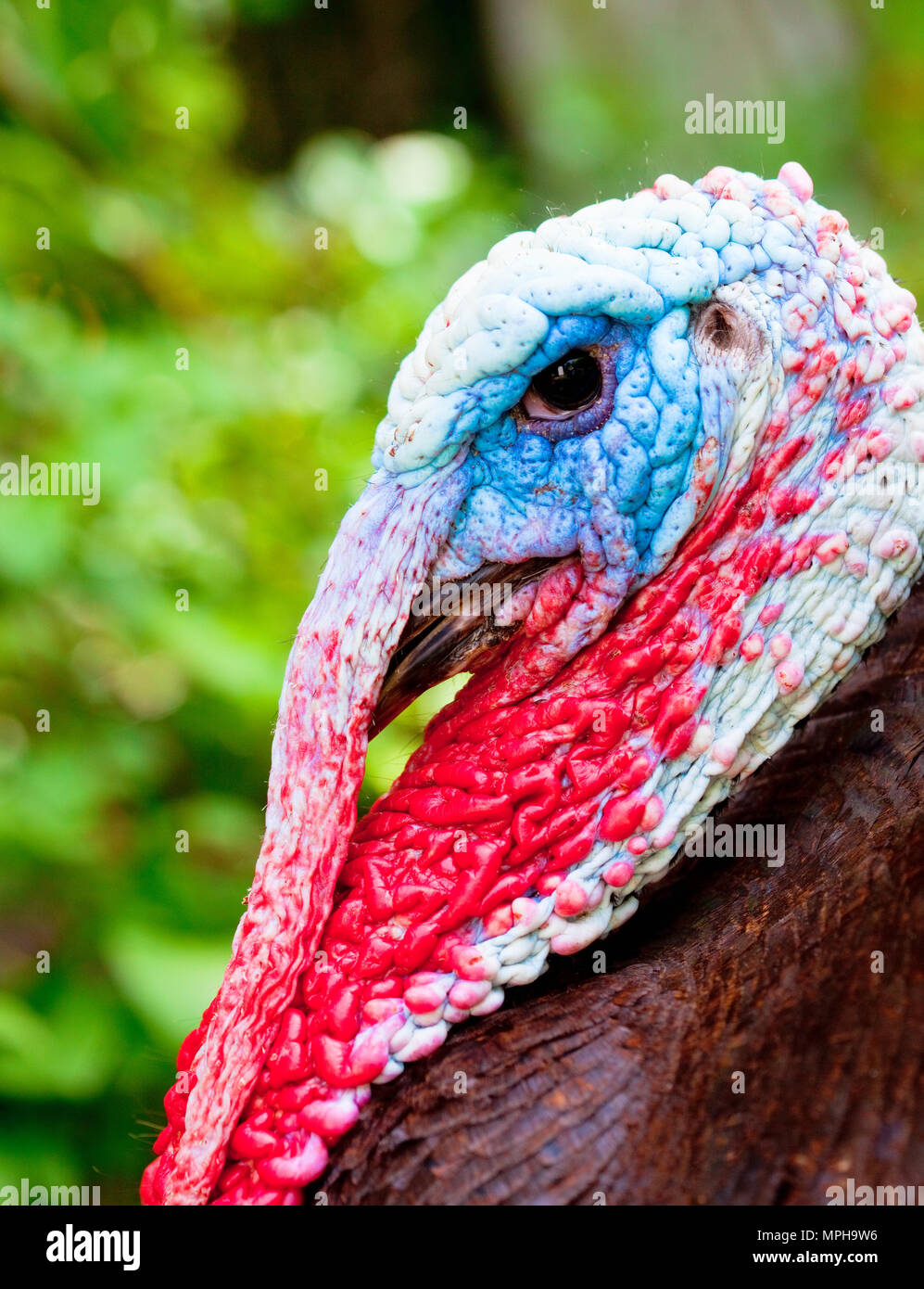 Primo piano di un colorato maschio uccello Turchia all'esterno. Foto Stock