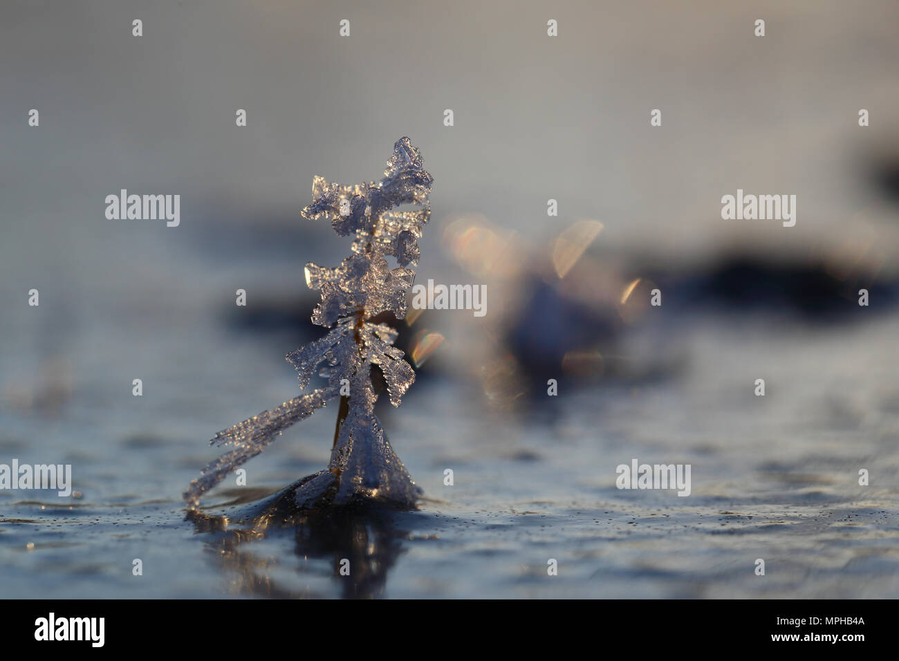 I cristalli di ghiaccio un inverno mattina Foto Stock