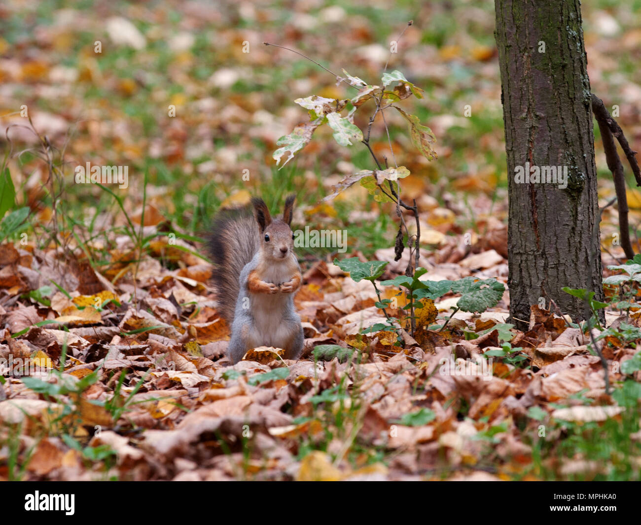 Lo scoiattolo su albero in Park Kuzminki a Mosca Foto Stock