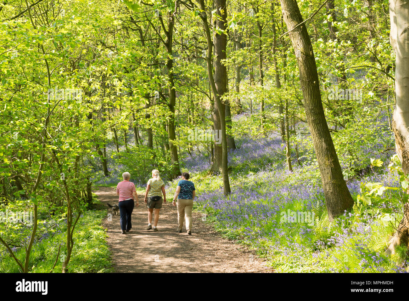 Tre donne a piedi un cane attraverso boschi Houghall, Durham City, Co. Durham, England, Regno Unito Foto Stock