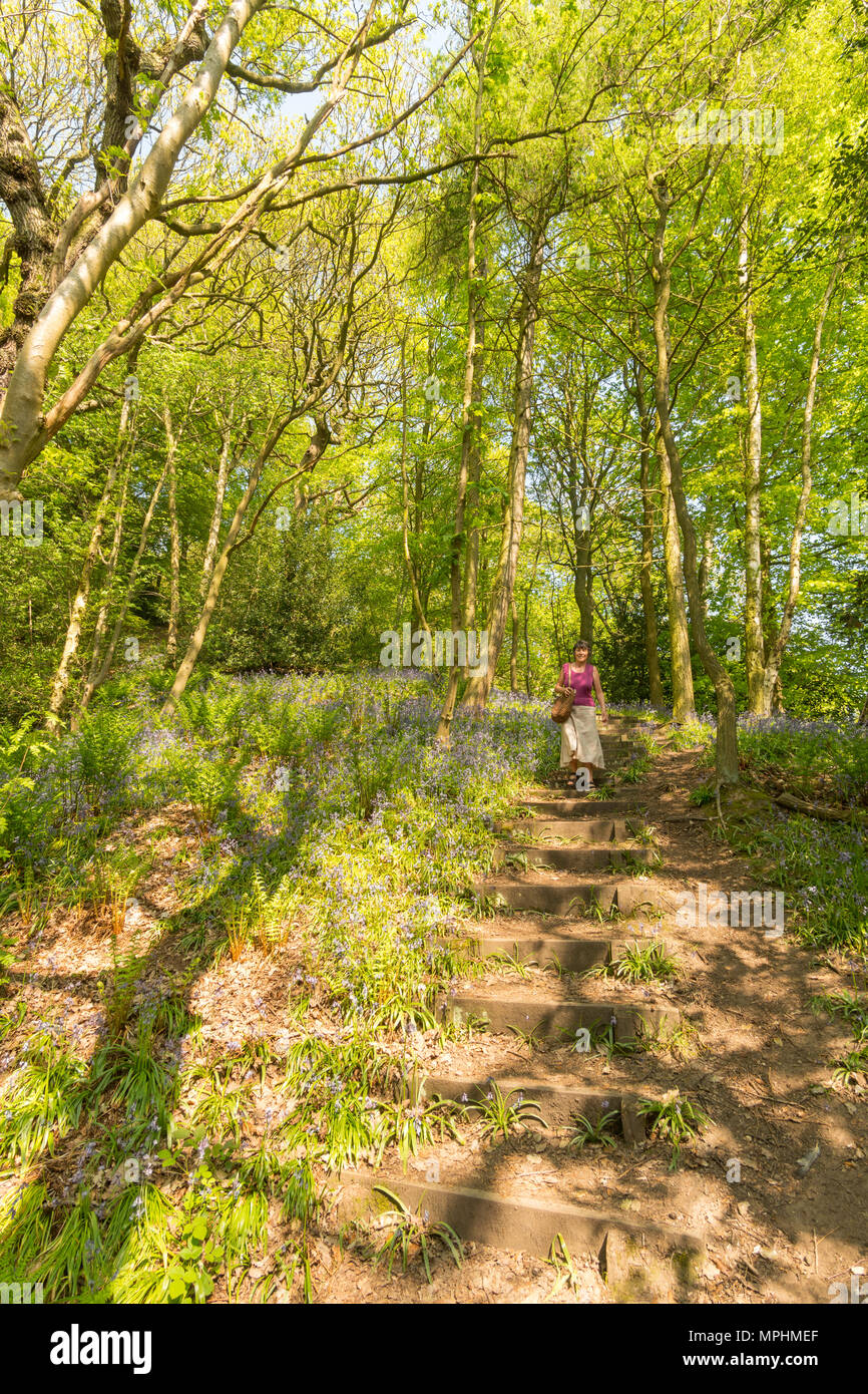 Donna anziana passeggiate nei boschi Houghall, Durham City, Co. Durham, England, Regno Unito Foto Stock