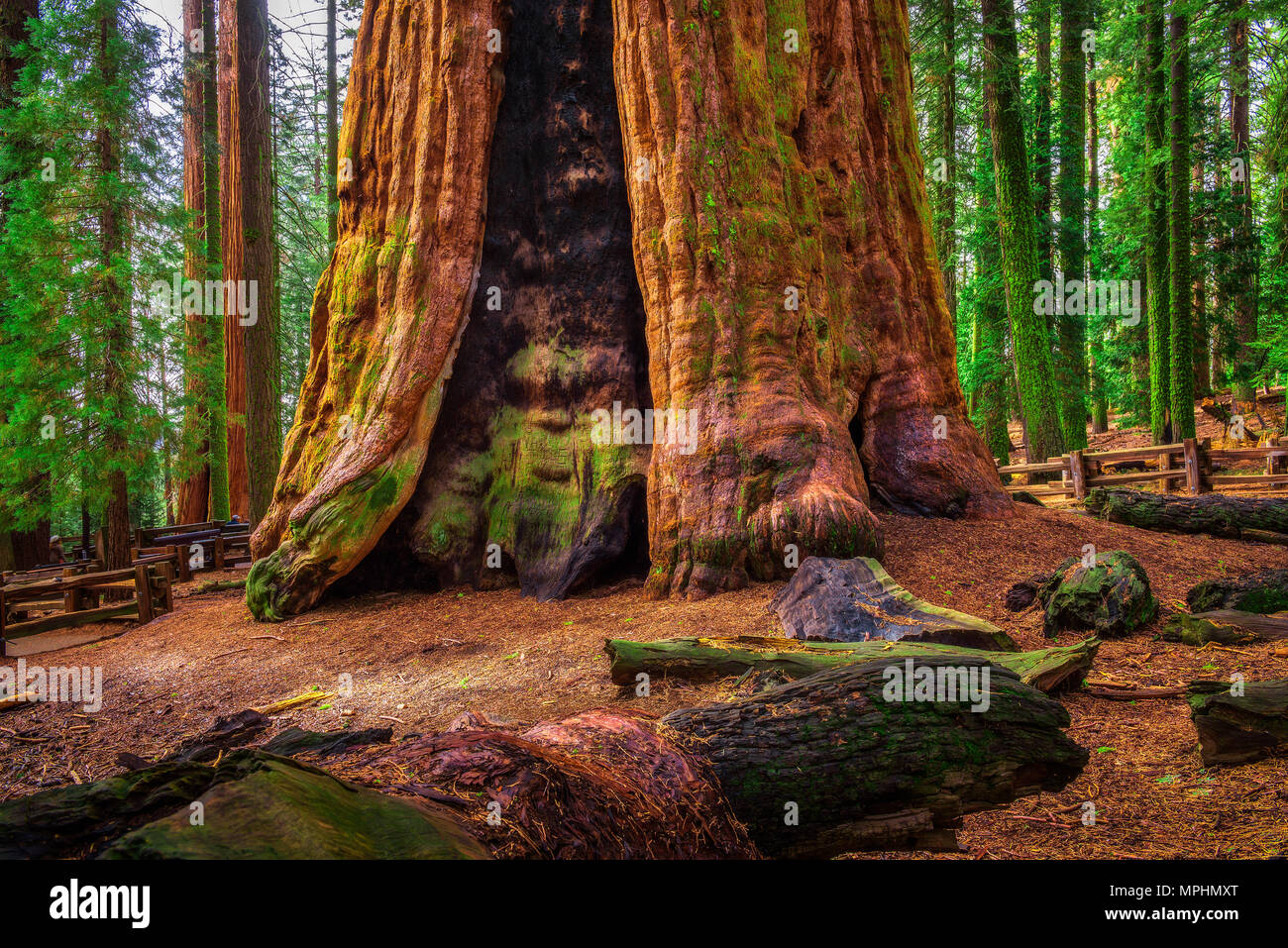 Antica General Sherman Tree nel Parco Nazionale di Sequoia Foto Stock