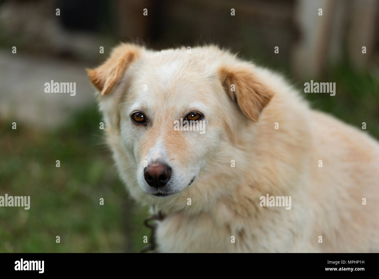 Cagnolino Foto Stock