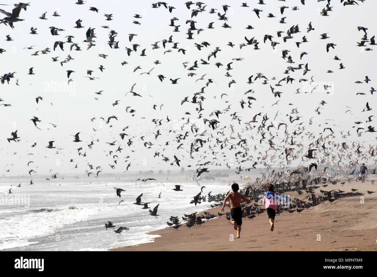 A caccia di uccelli Foto Stock