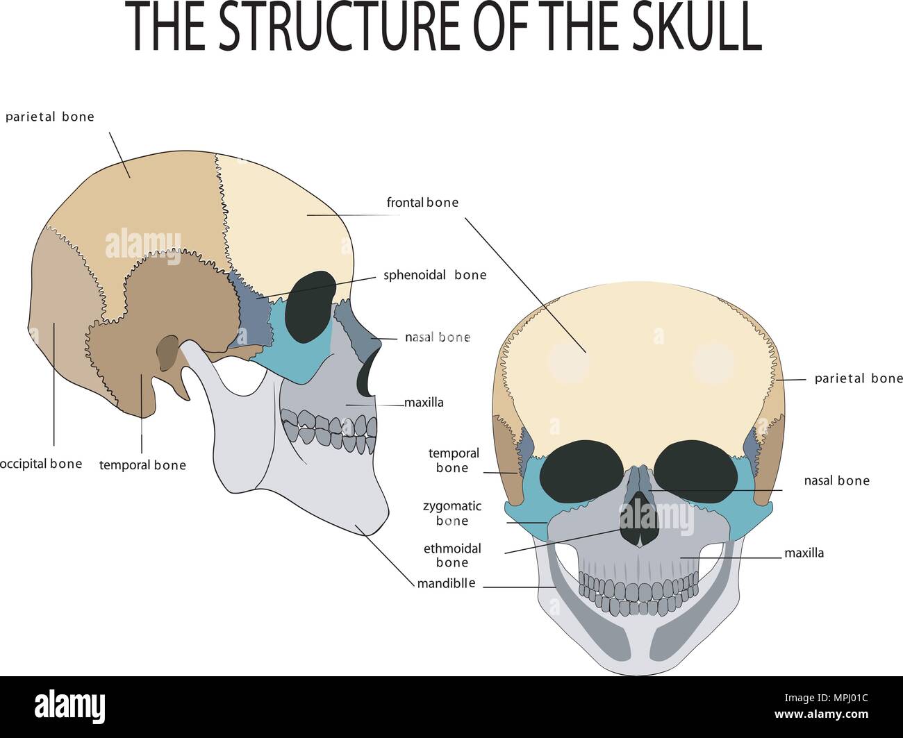 Illustrazione dell'anatomia del cranio umano Illustrazione Vettoriale