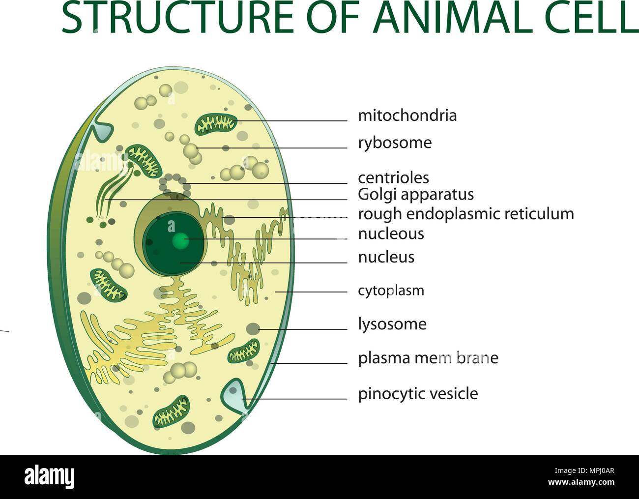 Illustrazione della struttura della cellula animale. microbiologia Illustrazione Vettoriale